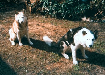 Freedom und Leila