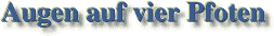 Augen auf vier Pfoten
