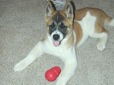 Keiko Pearl Akita