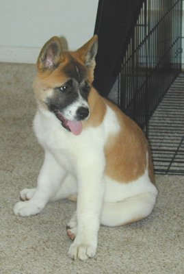 Keiko Pearl Akita