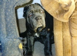 Isabelle aka Blue Belle